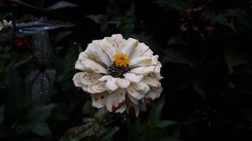 gemeine zinnia elegans blume oder bunte pinkvand weiße blume im garten. foto