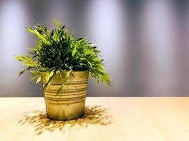 Zierpflanzen im Vintage-Topf auf Holzregalen mit Downlights und mörtelgrauem Hintergrund foto