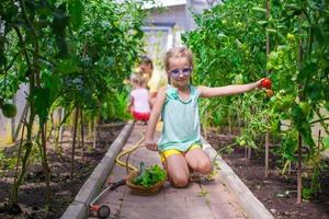 kleines Mädchen, das Erntegurken und Tomaten im Gewächshaus sammelt foto