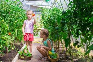 kleine Mädchen sammeln Erntegurken im Gewächshaus foto