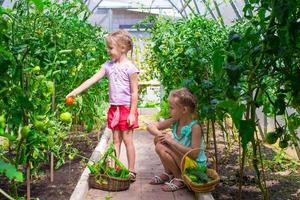 süße kleine Mädchen sammeln Erntegurken im Gewächshaus foto