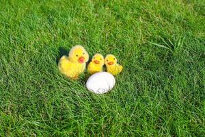 weißes hühnerei und gelbe hühner im grünen gras foto