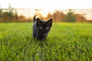 Schwarzes, neugieriges Kätzchen im Freien im Gras - Haustier- und Hauskatzenkonzept. kopierraum und platz für werbung foto