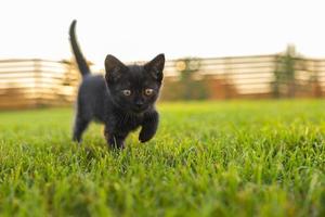 Schwarzes, neugieriges Kätzchen im Freien im Gras - Haustier- und Hauskatzenkonzept. kopierraum und platz für werbung foto