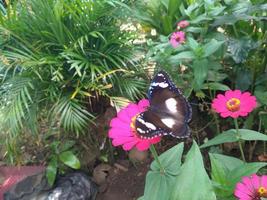 Ich habe ein Foto von einem Schmetterling gemacht, der auf einer Blume in einem Blumengarten sitzt. Das Schmetterlingsmuster sieht sehr hübsch aus