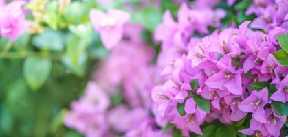 Nahaufnahme der rosa Blume unter Sonnenlicht mit grünem Blatthintergrund und Kopienraum unter Verwendung als natürliche Pflanzenlandschaft, Ökologie-Tapeten-Deckblattkonzept. foto