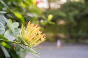 Blumen leichtes Bokeh in der Natur, Pastellton foto