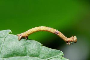 Wurm auf einem Blatt foto