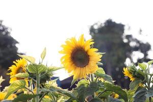 Feld der schönen Sonnenblumen foto