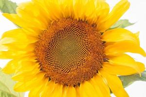 Sonnenblume auf einem weißen Hintergrund foto