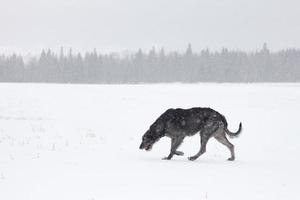 Wolfshund geht durch den Schnee foto