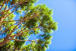 großer grüner Baum im Hintergrund blauer Himmel foto