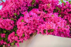 schöne bougainvillea auf dem alten traditionellen weißen haus in emporio santorini, griechenland foto