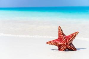 tropischer Strand mit Seesternen foto