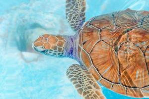 Meeresschildkröten, die im Reservat vom Wasser aus blicken foto