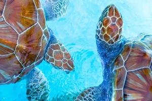 Meeresschildkröten, die im Reservat vom Wasser aus blicken