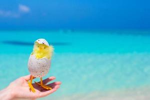 kleines gelbes huhn am weißen strand foto