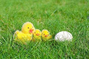 weißes ei im grünen gras und in der hühnernahaufnahme foto