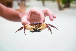 männliche hand, die große lebende krabben am weißen strand hält foto