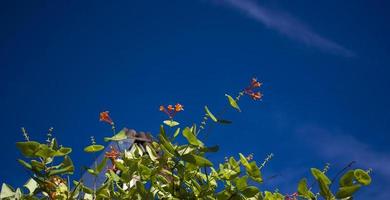 blumen und natur am morgen noch hell diese blume ist lonicera caprifoliumhe himmel ist klar foto