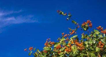 blumen und natur am morgen noch hell diese blume ist lonicera caprifoliumhe himmel ist klar foto