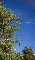 blumen und natur am morgen noch hell diese blume ist lonicera caprifoliumhe himmel ist klar foto