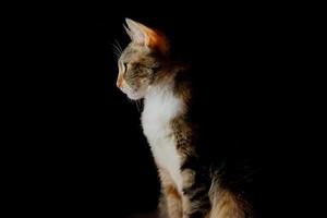 schönes Porträt von Kätzchen, das auf schwarzem Hintergrund schläft und spielt foto