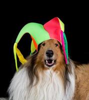 Porträt eines langhaarigen Collies mit Harlekin-Hut foto