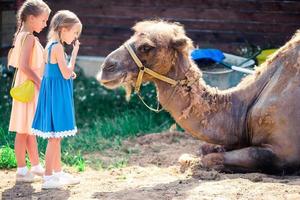 kleines Mädchen mit Kamelen im Zoo an warmen und sonnigen Sommertagen. aktive Familienfreizeit. foto