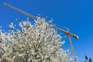 baukran mit frühlingsblühenden bäumen foto