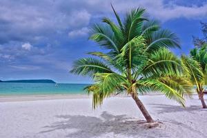 grüne Palme auf weißem Sandstrand foto