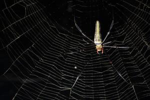 Spinne im Spinnennetz foto