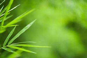 grüner Bambushintergrund foto