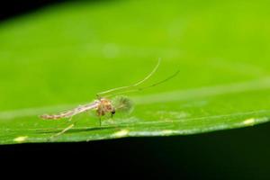 Chironomidae auf einem Blatt foto