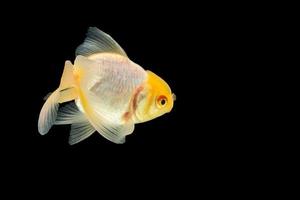 Goldfisch auf schwarzem Hintergrund foto