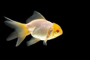 Goldfisch auf schwarzem Hintergrund foto