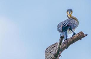 blauer Kormoran thront auf einem Ast foto