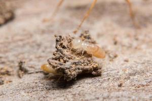 Termite auf Holz, Nahaufnahme foto