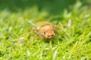 Ameise im Gras foto