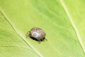 haemaphysalis longicornis auf einem Blatt foto