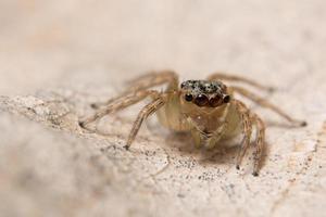 Spinne auf einem trockenen Blatt foto