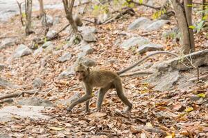 Affe im Wald foto