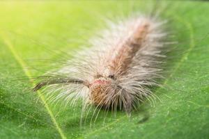 Wurm auf einem Blatt, Nahaufnahmefoto foto