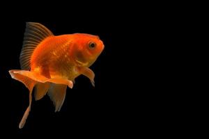 Goldfisch im Hintergrund schwarz foto