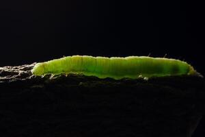 grüner Wurm auf einem Ast foto