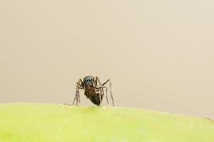 riesige ameisenähnliche springende Spinne Nahaufnahme foto