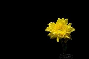 gelbe Chrysanthemenblume foto