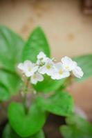 blühende Echinodorus cordifoliusplant mit weißen Blüten foto
