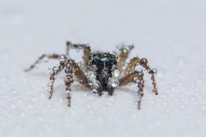 braune Spinne auf einer weißen Oberfläche foto