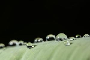 Wassertropfen auf eine Pflanze foto